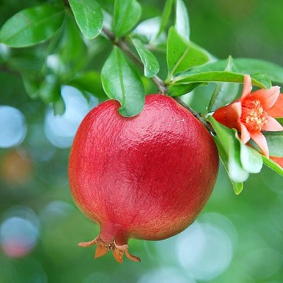 نمک برای درخت انار