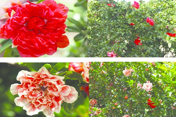 نمک برای درخت انار